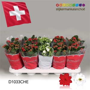 Kalanchoe Moments - Switzerland flag