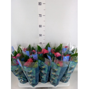 Anthurium andr. 'Pure Purple'