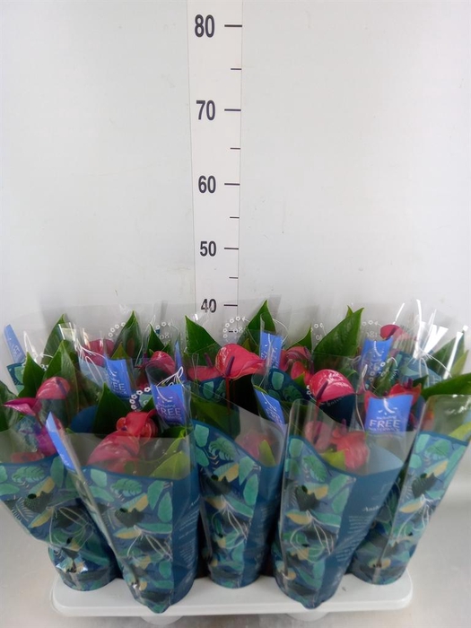 <h4>Anthurium andr. 'Pure Purple'</h4>