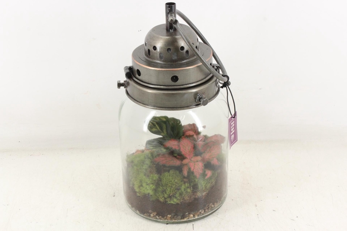 <h4>arr3 WR - Stormlamp</h4>