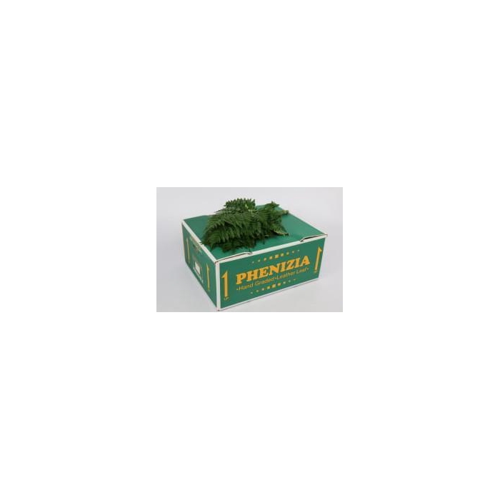 <h4>LEDERVAREN MEDIUM SPANJE</h4>