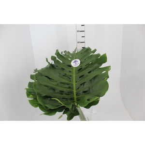 FOLH MONSTERA DELIC. 050 CM