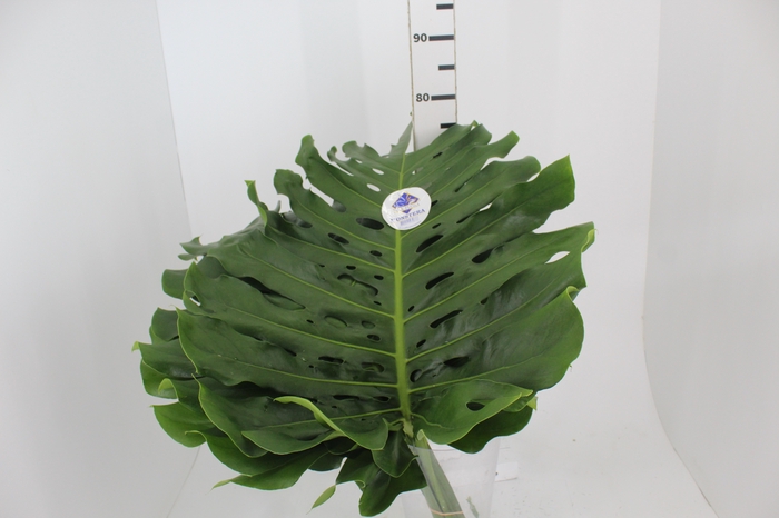FOLH MONSTERA DELIC. 050 CM