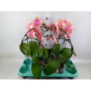 Phalaenopsis   ...