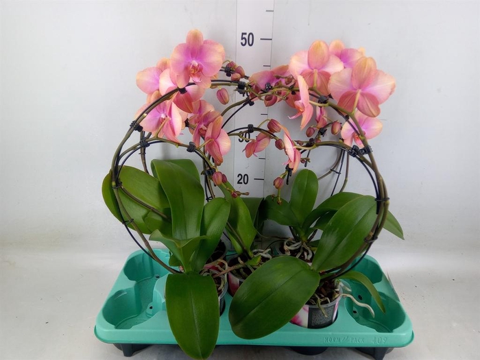 <h4>Phalaenopsis ...</h4>
