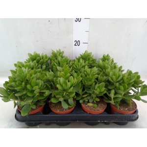 Crassula   ...