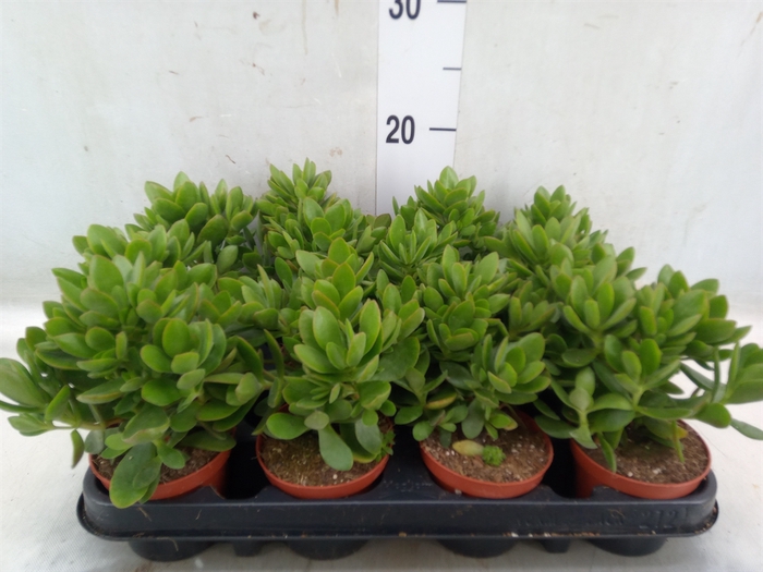 <h4>Crassula   ...</h4>