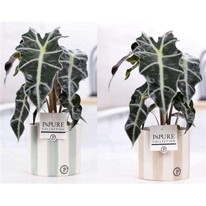 Alocasia Polly Keramiek Eline