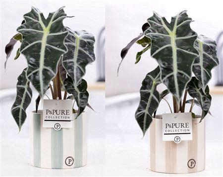<h4>Alocasia Polly Keramiek Eline</h4>