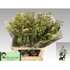 HEPTACODIUM M RO PINK STAR