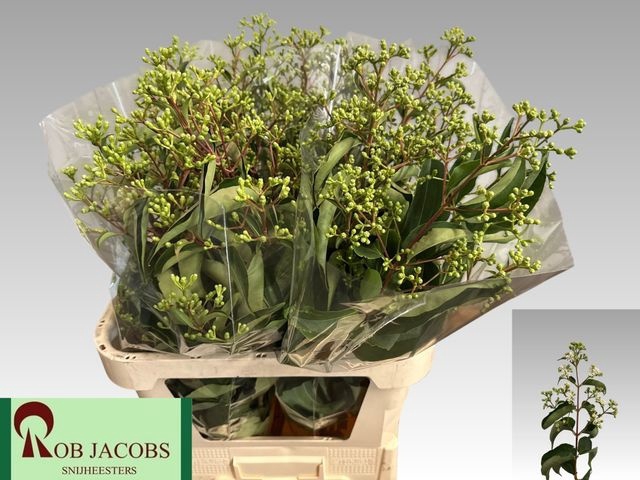 HEPTACODIUM M RO PINK STAR