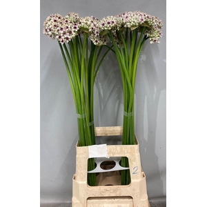 ALLIUM SILVERSPRING 080CM