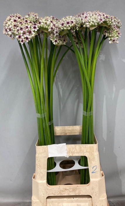 <h4>ALLIUM SILVERSPRING 080CM</h4>