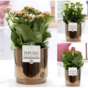 Kalanchoe mix in P&PURE Juliette ceramics goldbronze