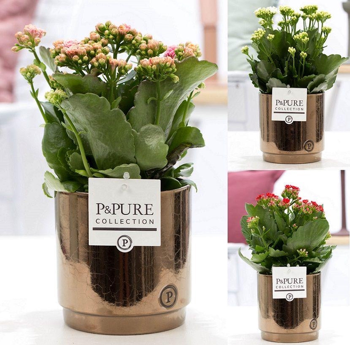 <h4>Kalanchoe mix in P&PURE Juliette ceramics goldbronze</h4>