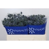 Eryngium Blue Dynamite