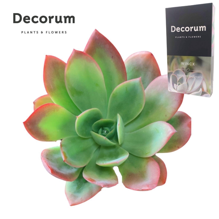 <h4>Echeveria Luella Cutflower</h4>