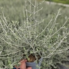 Teucrium fruticans