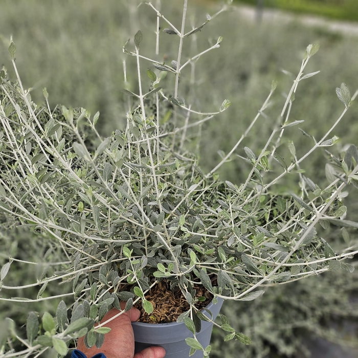 Teucrium fruticans