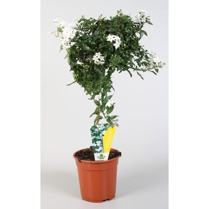 Solanum jasminoides 'Album' op stam