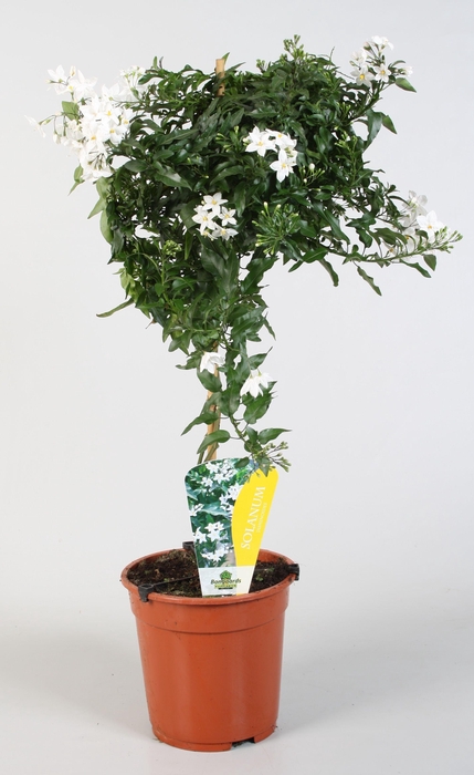 <h4>Solanum jasminoides 'Album' op stam</h4>