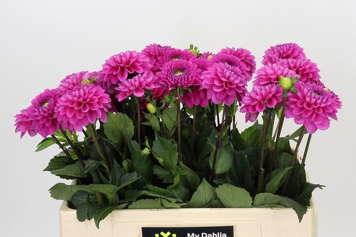 Dahlia BA 'Happy Hour'