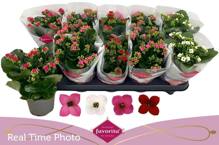 <h4>KAL EN GEM 4 KL</h4>