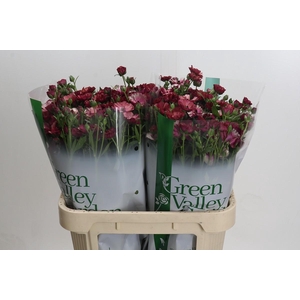 Ranunculus Magical Raspberry