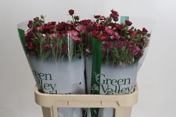 <h4>Ranunculus Magical Raspberry</h4>