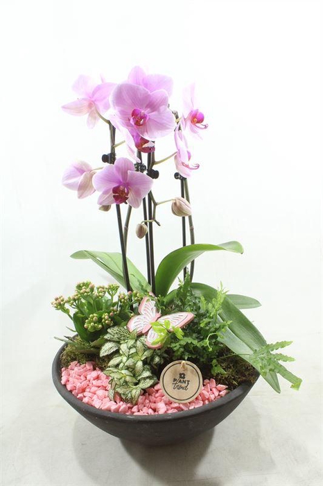 <h4>0709 EBBI CASCADE ROZE</h4>