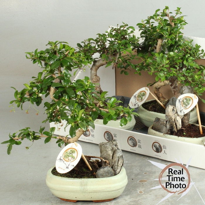 <h4>BONSAI GEM</h4>