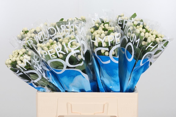 <h4>Hyp Coco Uno</h4>