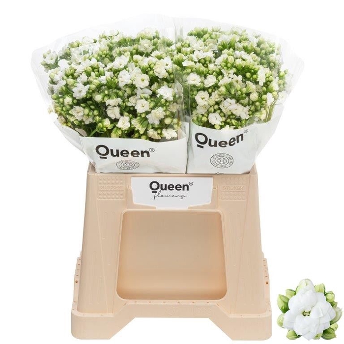 <h4>Kalanchoe Crystal White Meadow</h4>