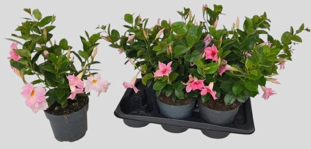 <h4>MANDE SUN CR PINK</h4>