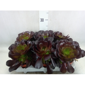 Aeonium arboreum 'Velours'