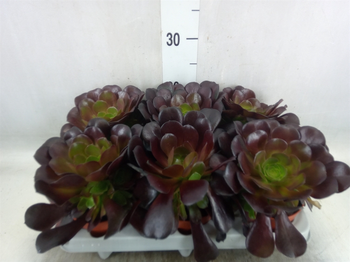 <h4>Aeonium arboreum 'Velours'</h4>