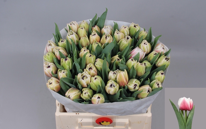 <h4>TU DU SAMBUCA</h4>