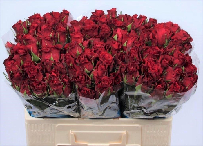 <h4>R GR BURGUNDY</h4>