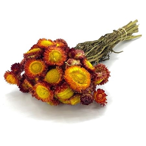 Dried Helichrysum Orange Bunch