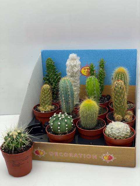 <h4>CACTUS MIX P6.5</h4>