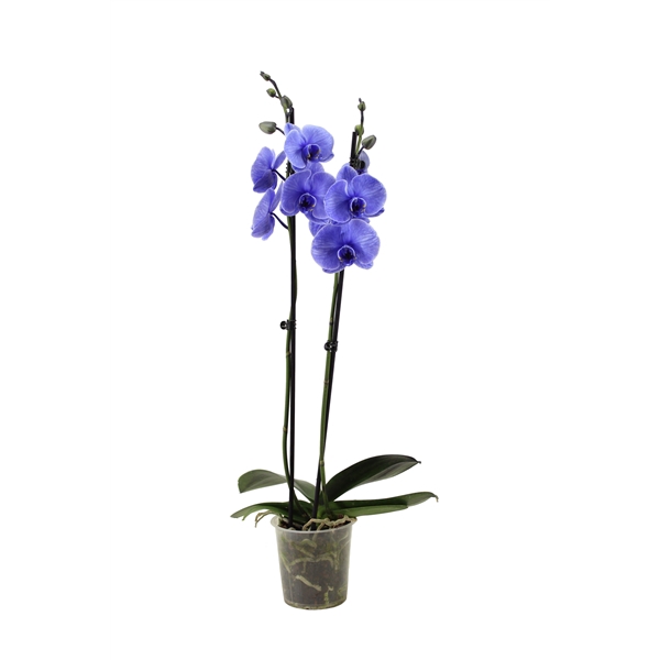 <h4>Phal I Am Purple 2T14+</h4>