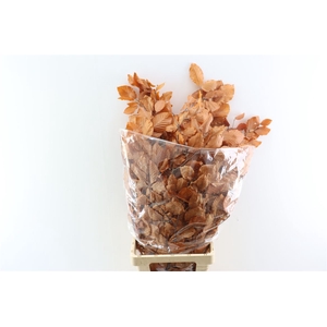 Pres Beuk Orange P Bunch