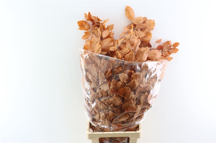 <h4>Pres Beuk Orange P Bunch</h4>