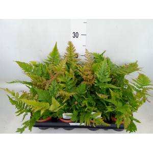 Dryopteris erythrosora