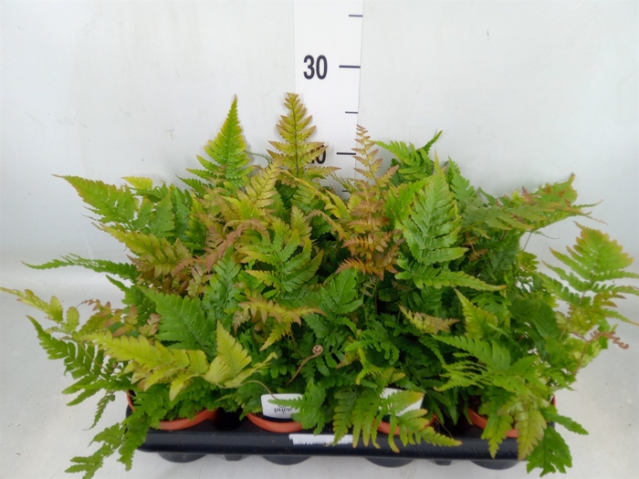 <h4>Dryopteris erythrosora</h4>