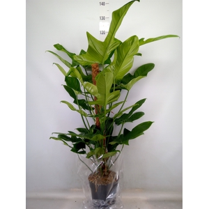 Philodendron   ...