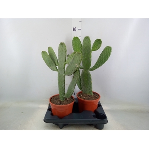 Opuntia