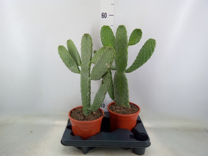 <h4>Opuntia</h4>