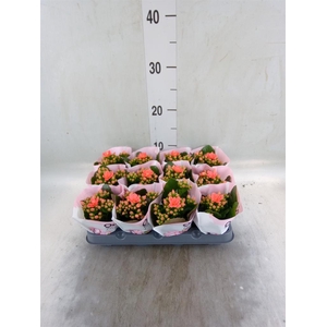 Kalanchoe blos.   ..rosebud