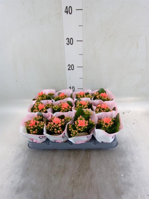 <h4>Kalanchoe blos.   ..rosebud</h4>